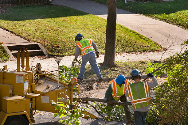 Best Lawn Renovation and Restoration  in Hannibal, MO